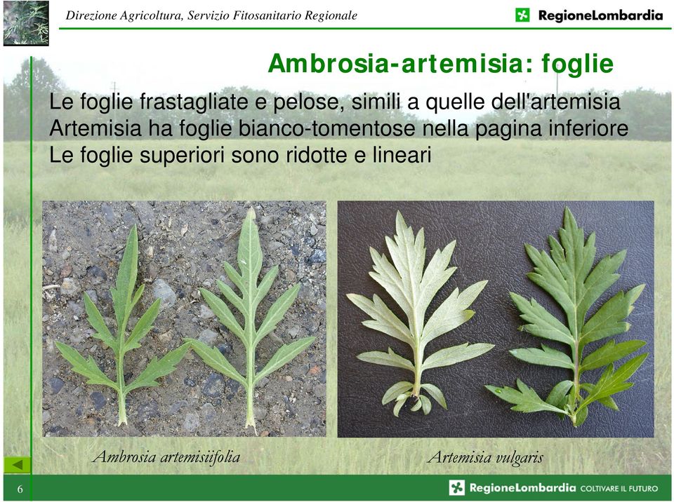 bianco-tomentose nella pagina inferiore Le foglie superiori