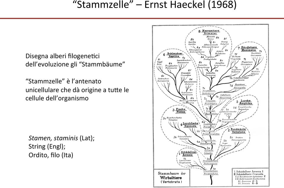 antenato unicellulare che dà origine a tuye le cellule