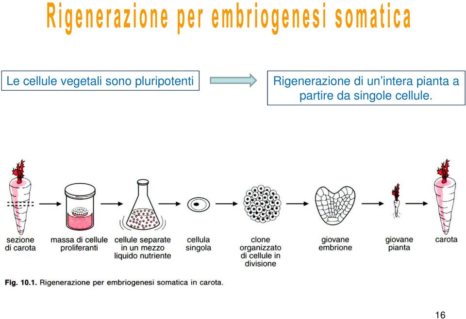 Rigenerazione di un