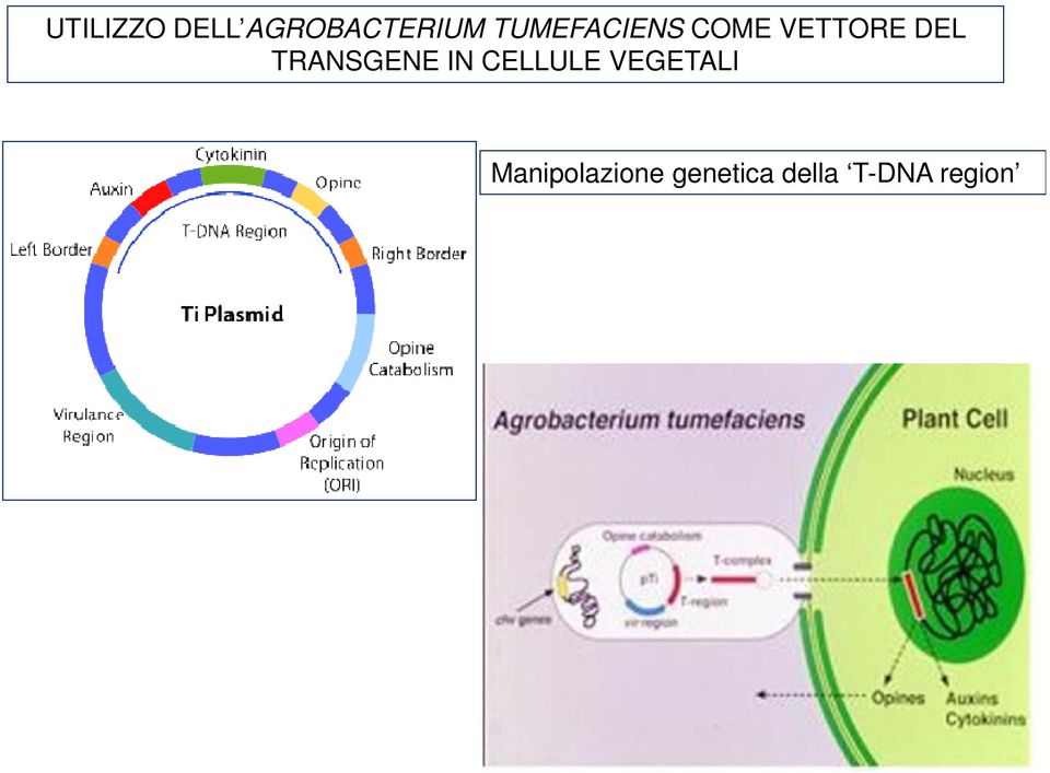 TRANSGENE IN CELLULE VEGETALI