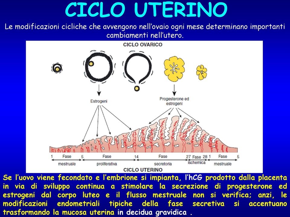 modificazioni endometriali tipiche della fase secretiva si accentuano trasformando la mucosa uterina in decidua