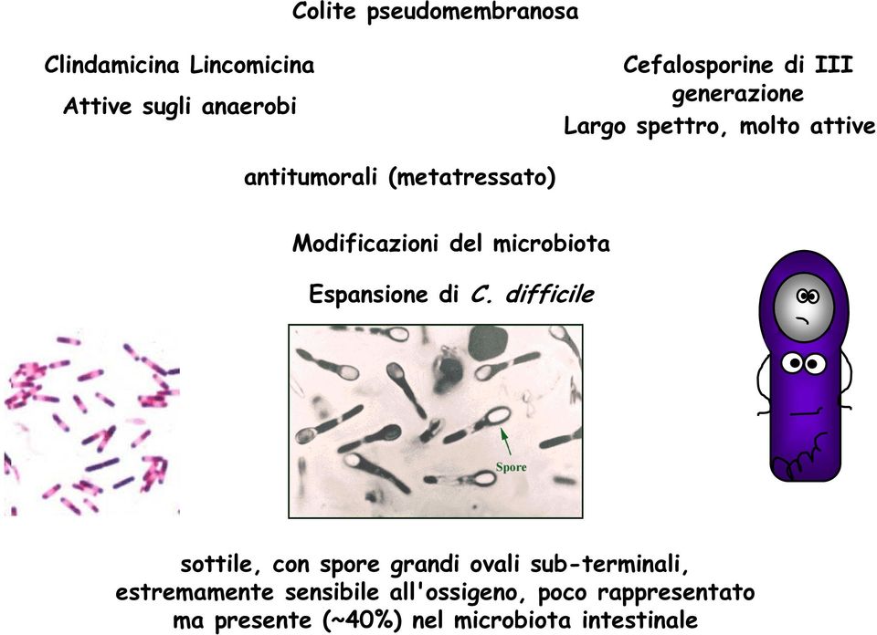 microbiota Espansione di C.