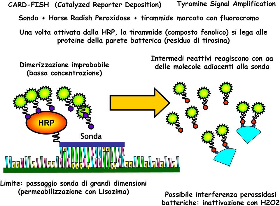tirosina) Dimerizzazione improbabile (bassa concentrazione) Intermedi reattivi reagiscono con aa delle molecole adiacenti alla sonda HRP