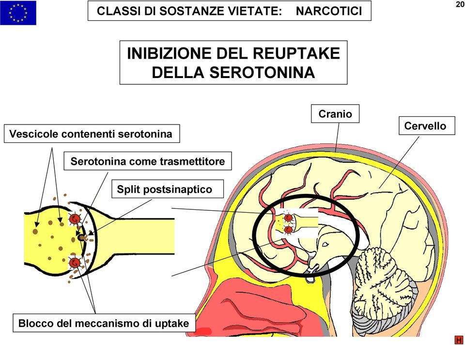 serotonina Serotonina come trasmettitore Cranio