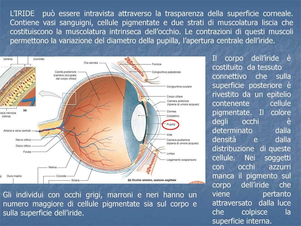 Le contrazioni di questi muscoli permettono la variazione del diametro della pupilla, l apertura centrale dell iride.