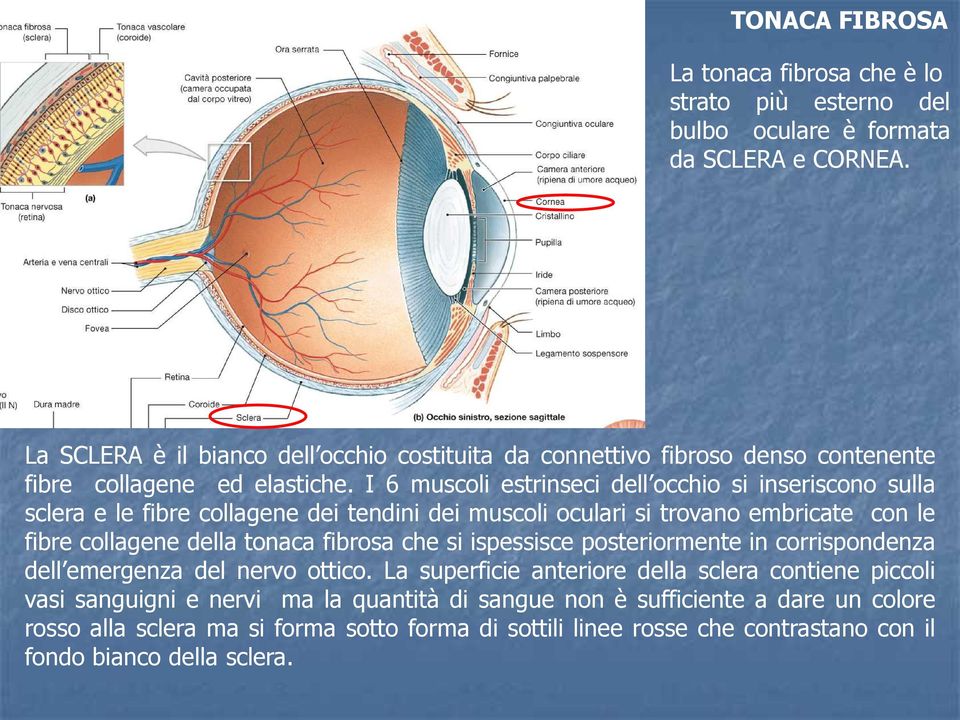 I 6 muscoli estrinseci dell occhio si inseriscono sulla sclera e le fibre collagene dei tendini dei muscoli oculari si trovano embricate con le fibre collagene della tonaca fibrosa che