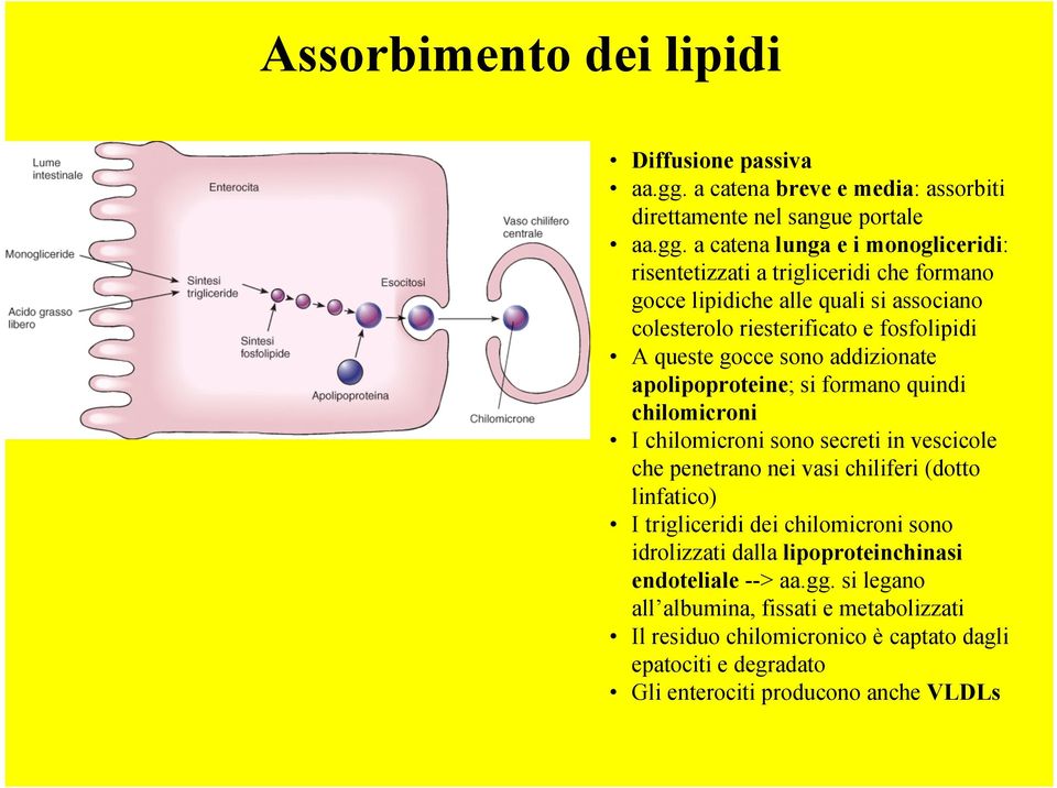a catena lunga e i monogliceridi: risentetizzati a trigliceridi che formano gocce lipidiche alle quali si associano colesterolo riesterificato e fosfolipidi A queste gocce