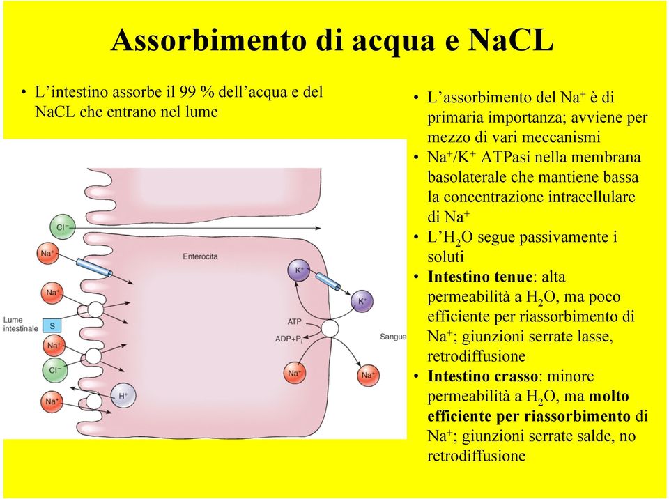 segue passivamente i soluti Intestino tenue: alta permeabilità a H 2 O, ma poco efficiente per riassorbimento di Na + ; giunzioni serrate lasse,