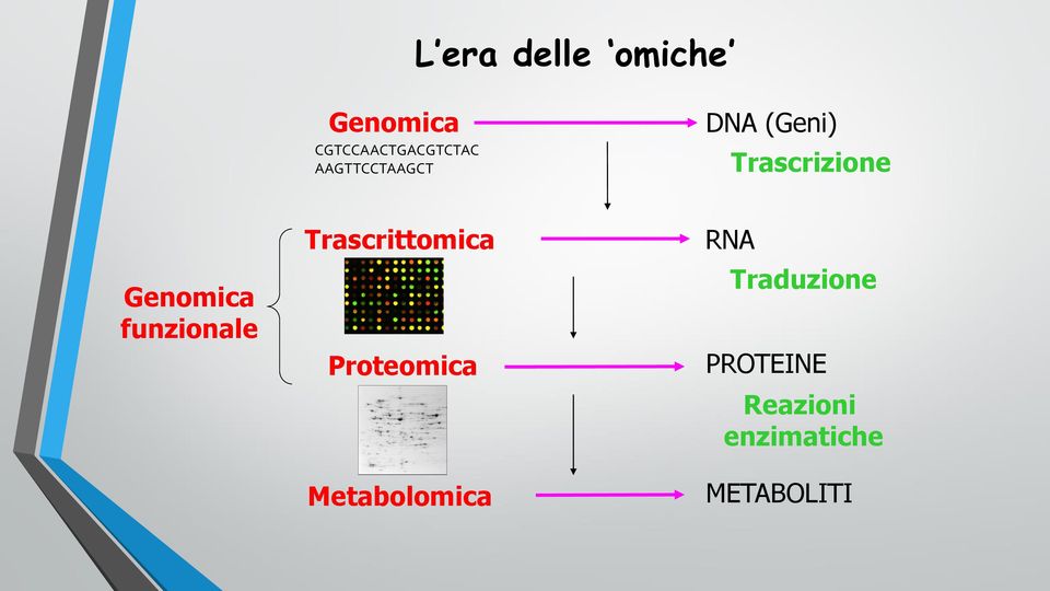 funzionale Trascrittomica Proteomica Metabolomica