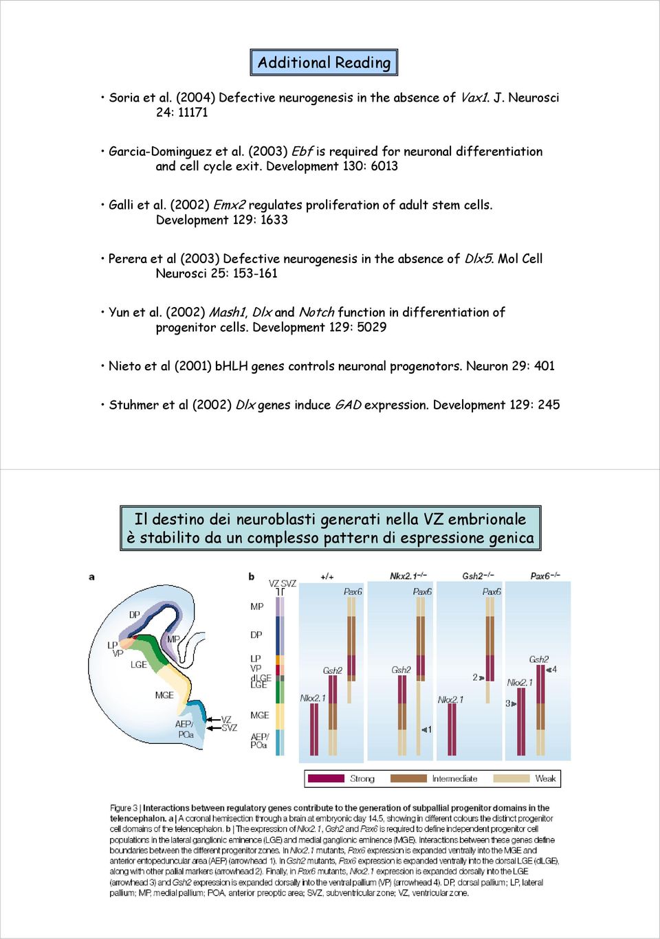 Development 129: 1633 Perera et al (2003) Defective neurogenesis in the absence of Dlx5. Mol Cell Neurosci 25: 153-161 Yun et al.