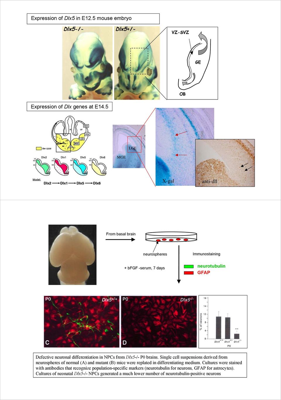 Dlx5-/- P0 brains. Single cell suspensions derived from neurospheres of normal (A) and mutant (B) mice were replated in differentiating medium.