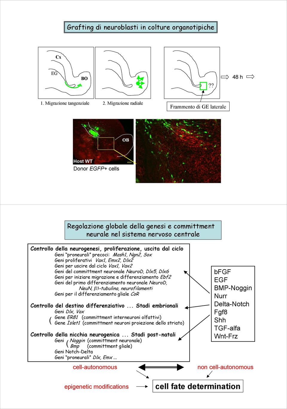 proliferazione, uscita dal ciclo Geni proneurali precoci: Mash1, Ngn2, Sox Geni proliferativi Vax1, Emx2, Dlx2 Geni per uscire dal ciclo Vax1, Vax2 Geni del committment neuronale NeuroD, Dlx5, Dlx6