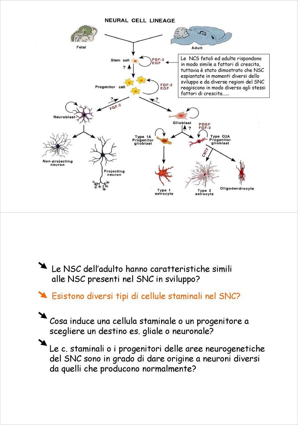 .. Le NSC dell adulto hanno caratteristiche simili alle NSC presenti nel SNC in sviluppo? Esistono diversi tipi di cellule staminali nel SNC?