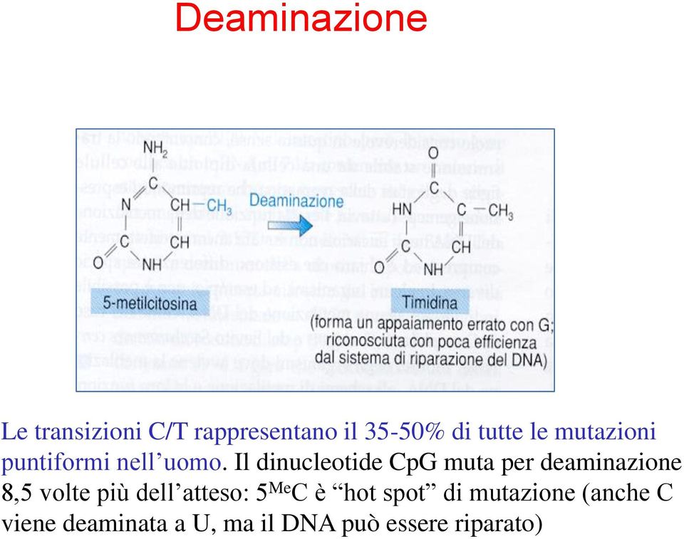 Il dinucleotide CpG muta per deaminazione 8,5 volte più dell