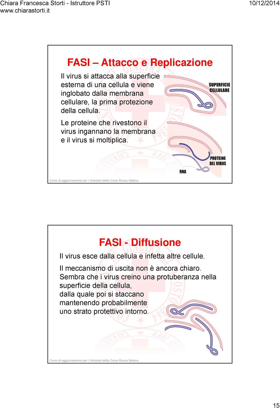 FASI - Diffusione Il virus esce dalla cellula e infetta altre cellule. Il meccanismo di uscita non è ancora chiaro.
