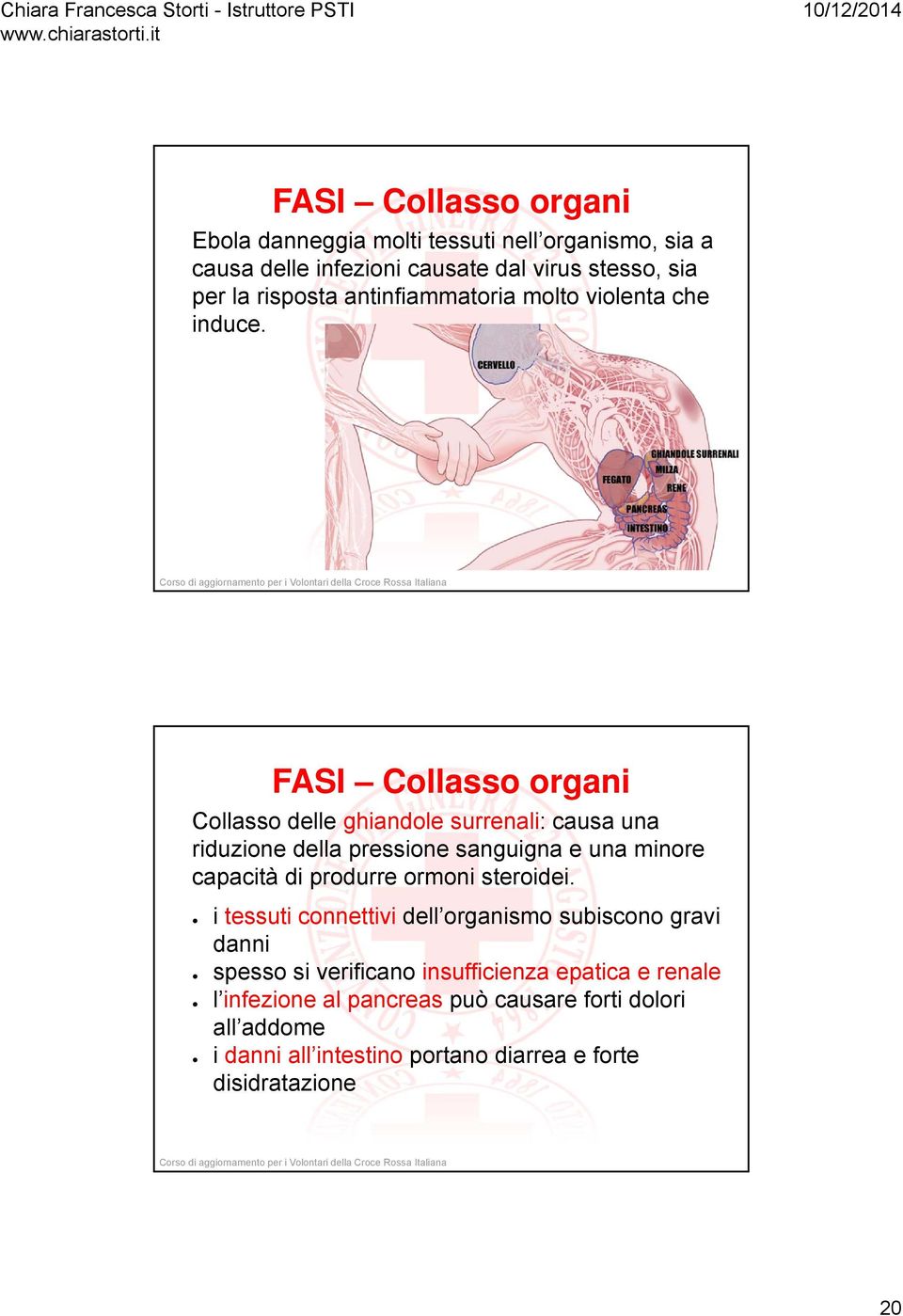 FASI Collasso organi Collasso delle ghiandole surrenali: causa una riduzione della pressione sanguigna e una minore capacità di produrre ormoni