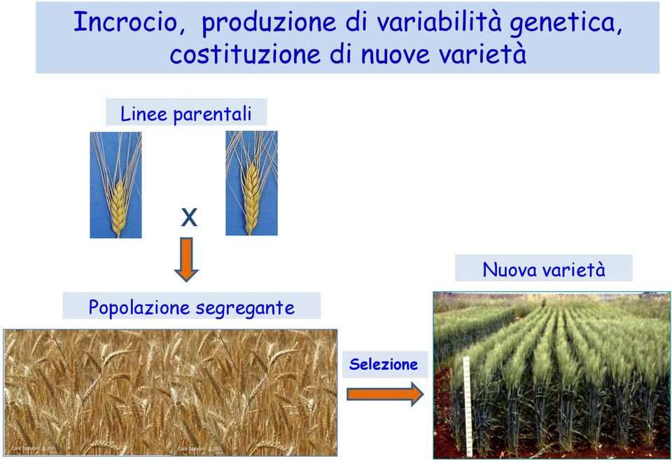 di nuove varietà Linee parentali x