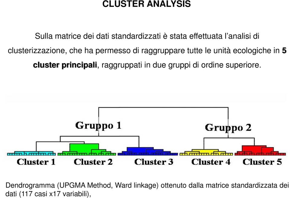 cluster principali, raggruppati in due gruppi di ordine superiore.