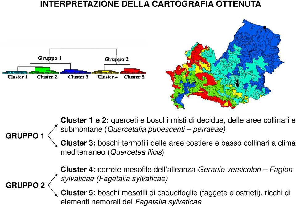 clima mediterraneo (Quercetea ilicis) Cluster 4: cerrete mesofile dell alleanza Geranio versicolori Fagion sylvaticae