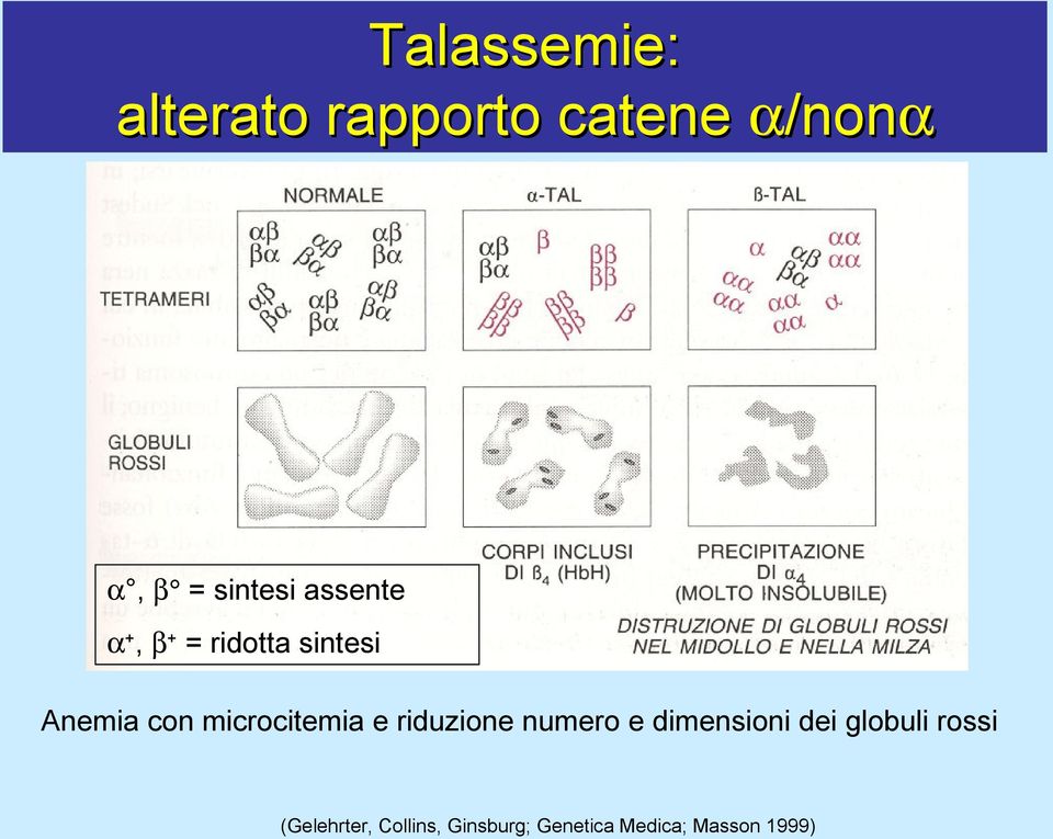 microcitemia e riduzione numero e dimensioni dei globuli