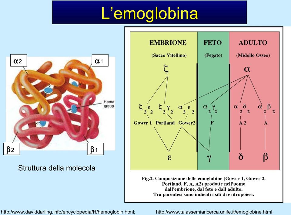 info/encyclopedia/h/hemoglobin.