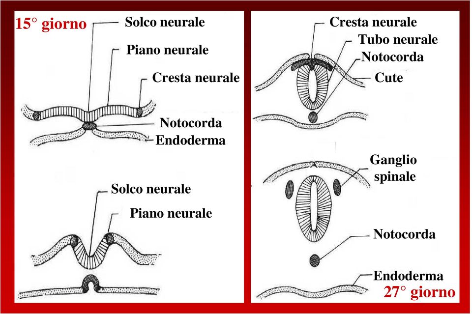 Cute Notocorda Endoderma Solco neurale Piano