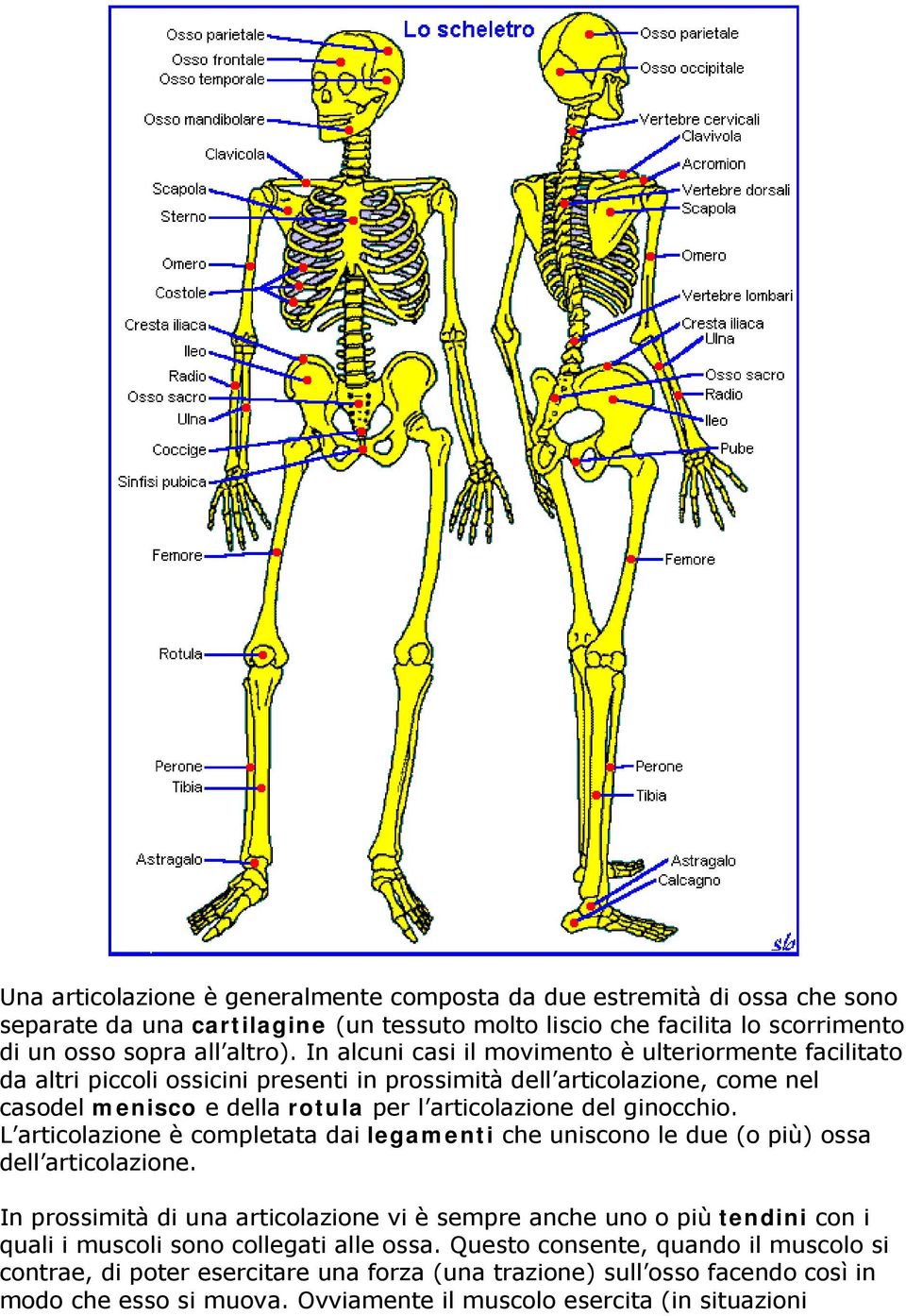 ginocchio. L articolazione è completata dai legamenti che uniscono le due (o più) ossa dell articolazione.