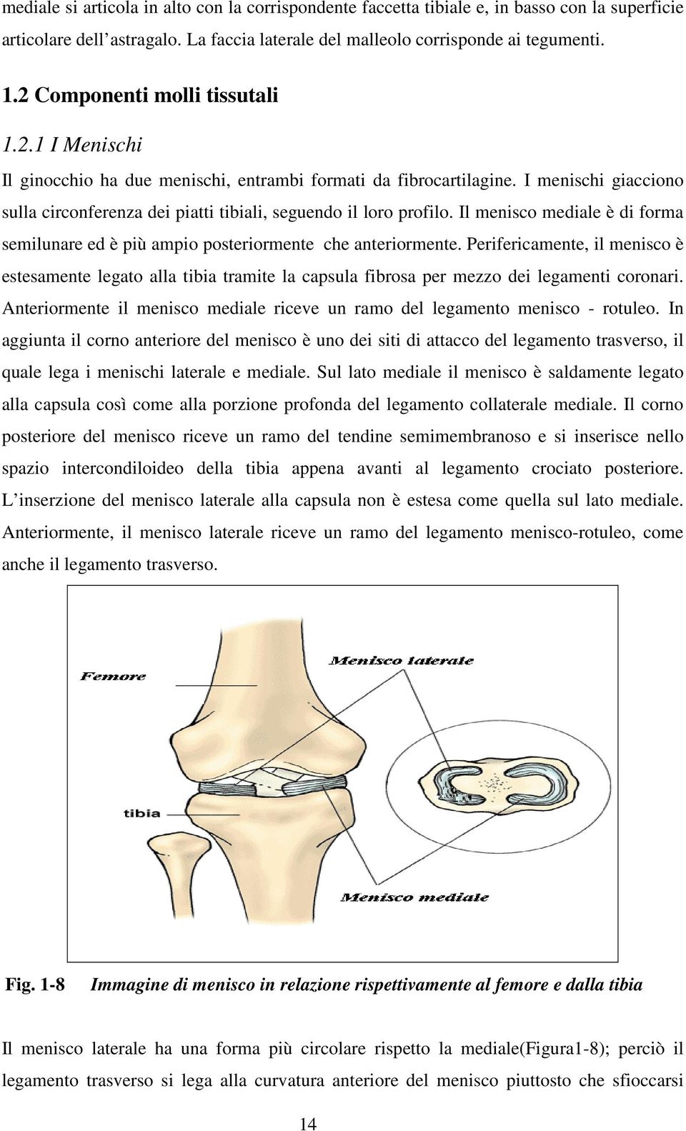 Il menisco mediale è di forma semilunare ed è più ampio posteriormente che anteriormente.