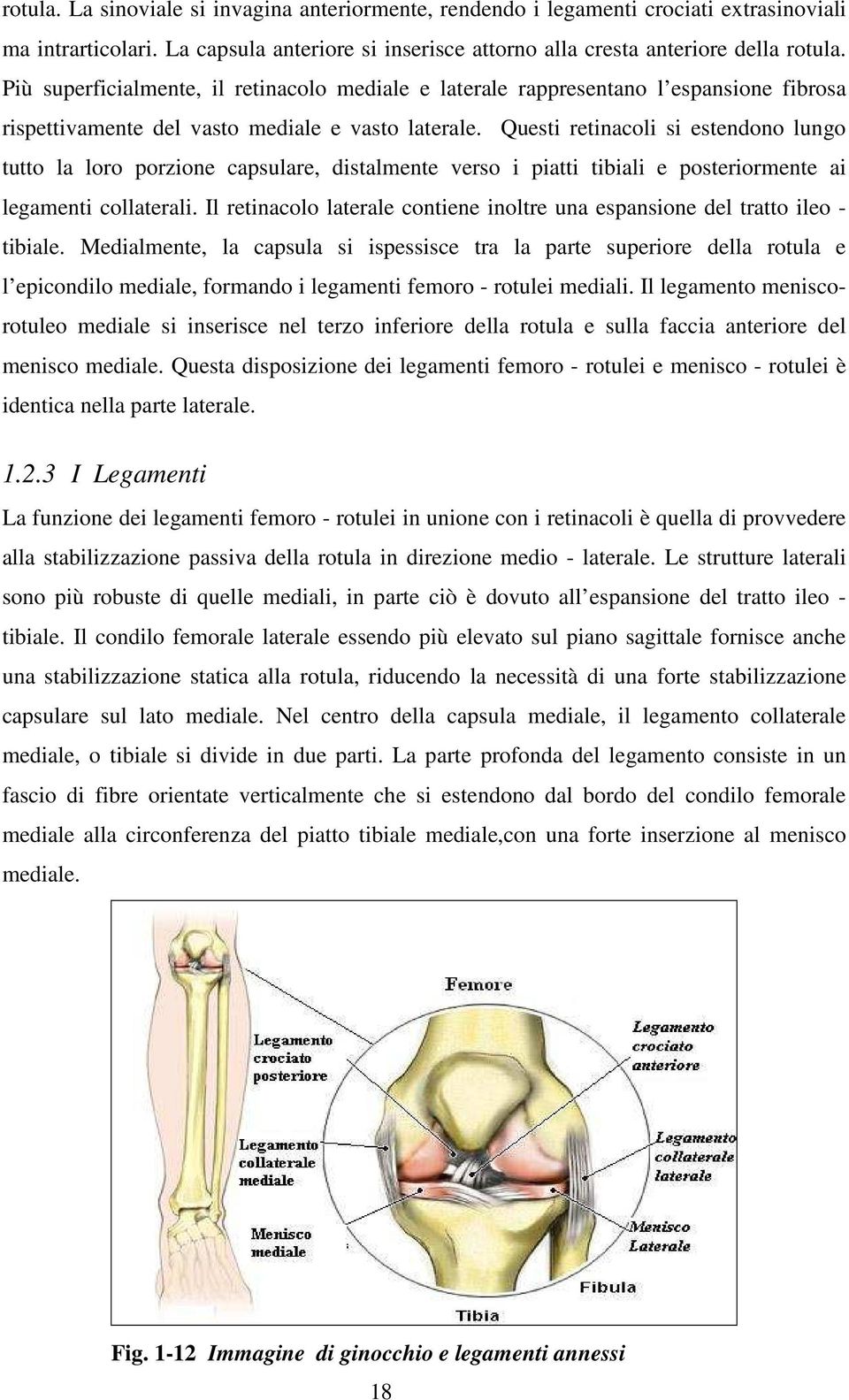 Questi retinacoli si estendono lungo tutto la loro porzione capsulare, distalmente verso i piatti tibiali e posteriormente ai legamenti collaterali.