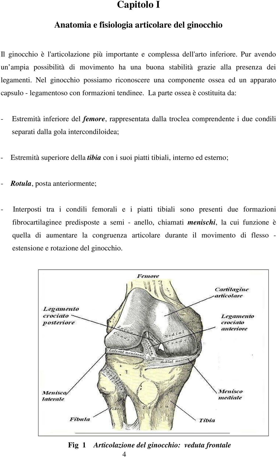 Nel ginocchio possiamo riconoscere una componente ossea ed un apparato capsulo - legamentoso con formazioni tendinee.