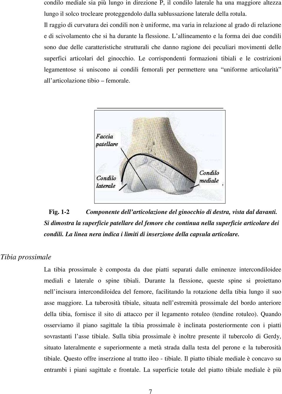 L allineamento e la forma dei due condili sono due delle caratteristiche strutturali che danno ragione dei peculiari movimenti delle superfici articolari del ginocchio.