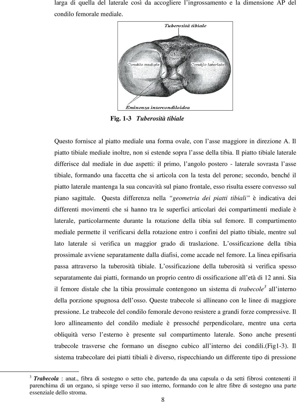 Il piatto tibiale laterale differisce dal mediale in due aspetti: il primo, l angolo postero - laterale sovrasta l asse tibiale, formando una faccetta che si articola con la testa del perone;