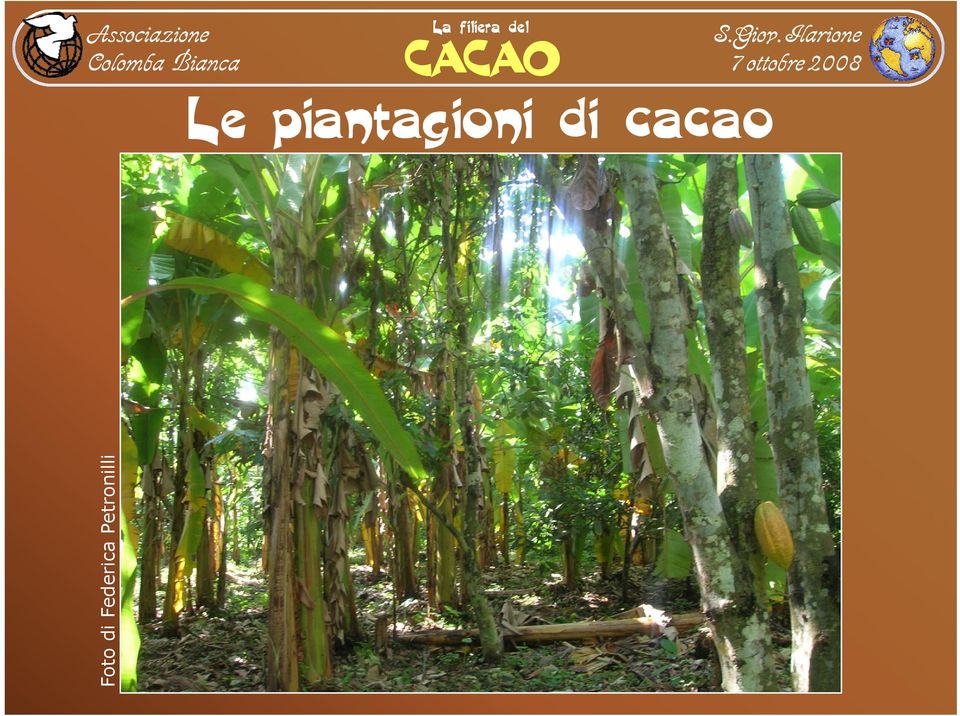 di cacao