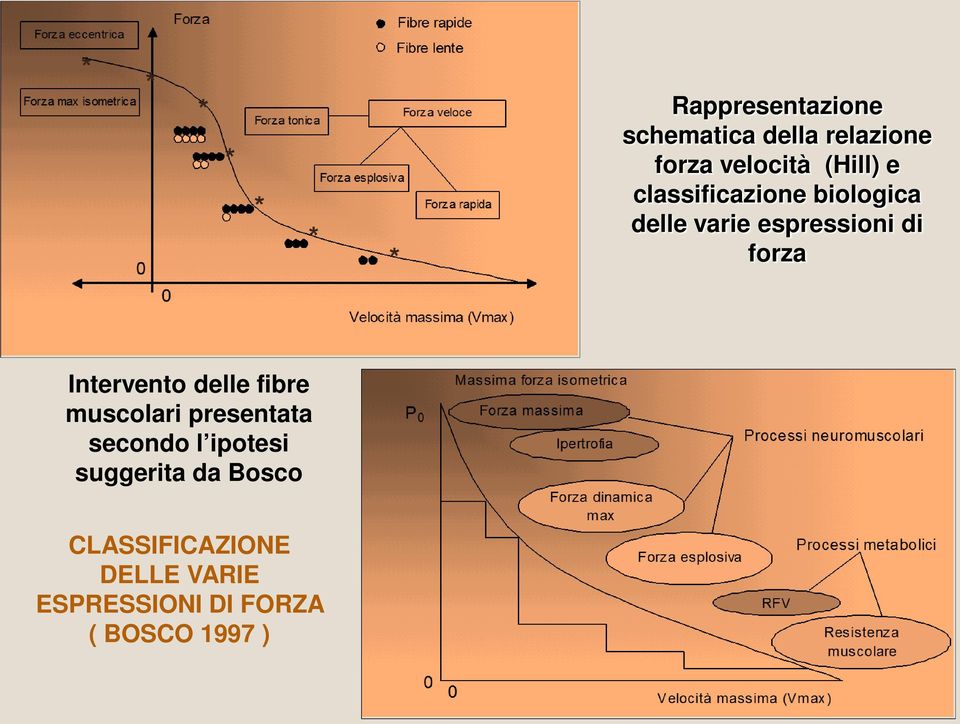 Intervento delle fibre muscolari presentata secondo l ipotesi