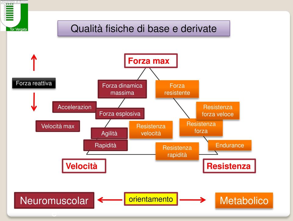 Resistenza velocità Resistenza forza Resistenza forza veloce Velocità