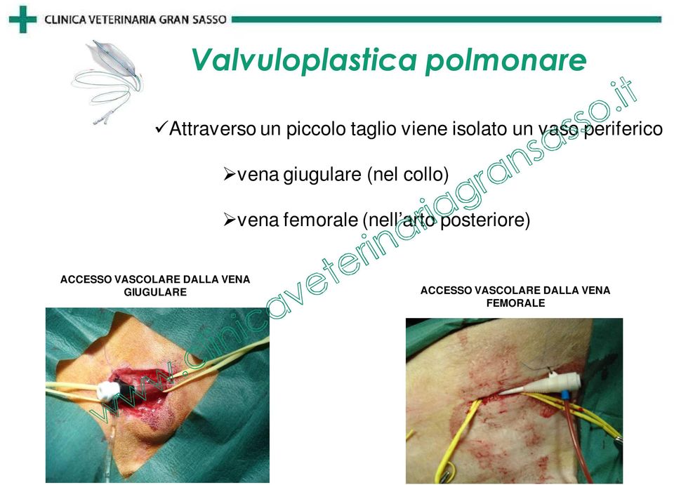 collo) vena femorale (nell arto posteriore) ACCESSO