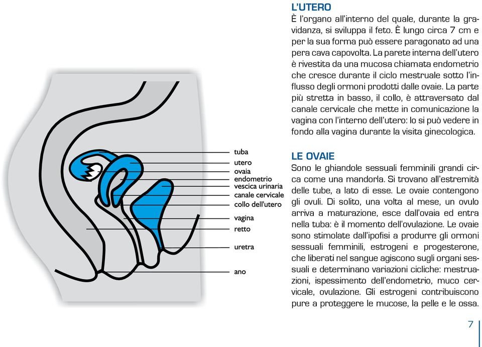 La parte più stretta in basso, il collo, è attraversato dal canale cervicale che mette in comunicazione la vagina con l interno dell utero: lo si può vedere in fondo alla vagina durante la visita