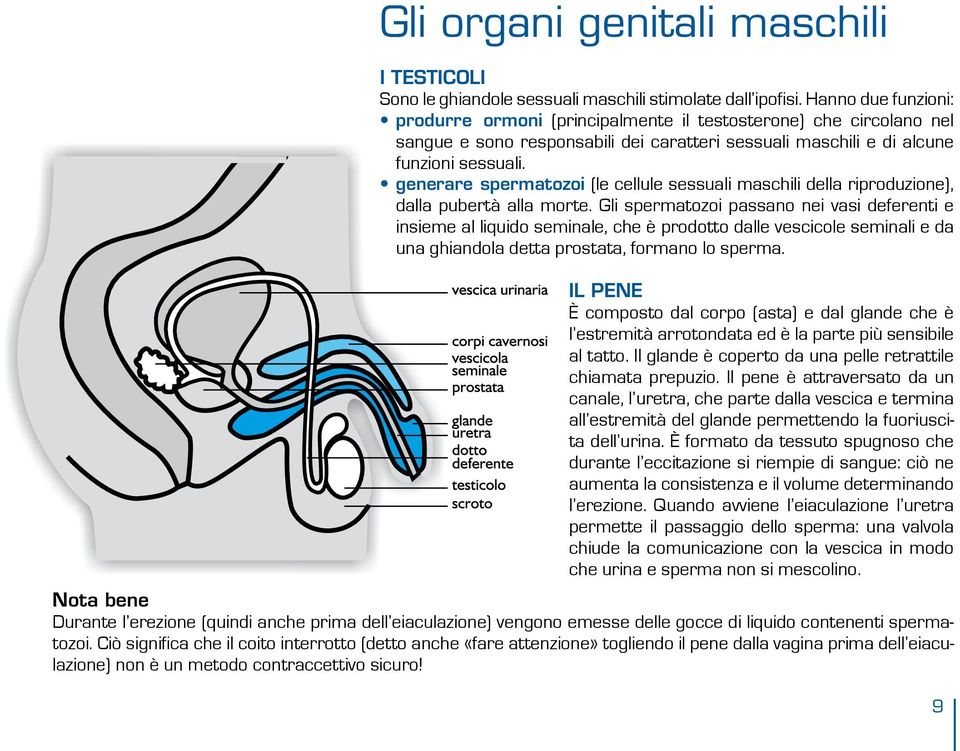 generare spermatozoi (le cellule sessuali maschili della riproduzione), dalla pubertà alla morte.