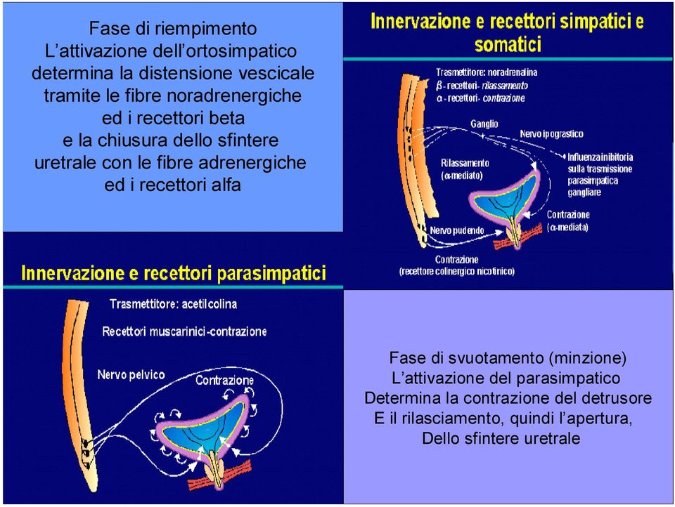 adrenergiche ed i recettori alfa Fase di svuotamento (minzione) L attivazione del parasimpatico