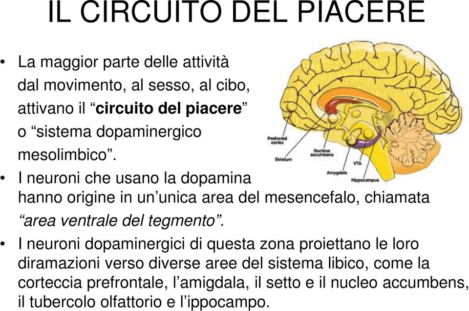 I neuroni che usano la dopamina come neurotrasmettitore e hanno origine in un unica area del mesencefalo, chiamata area ventrale