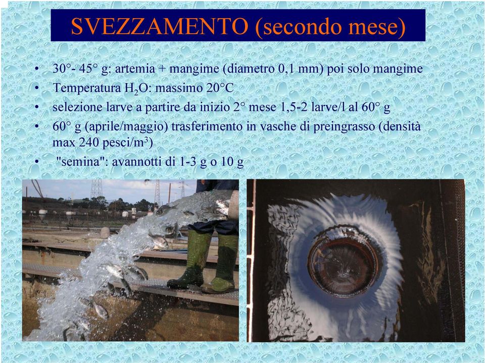 inizio 2 mese 1,5-2 larve/l al 60 g 60 g (aprile/maggio) trasferimento in