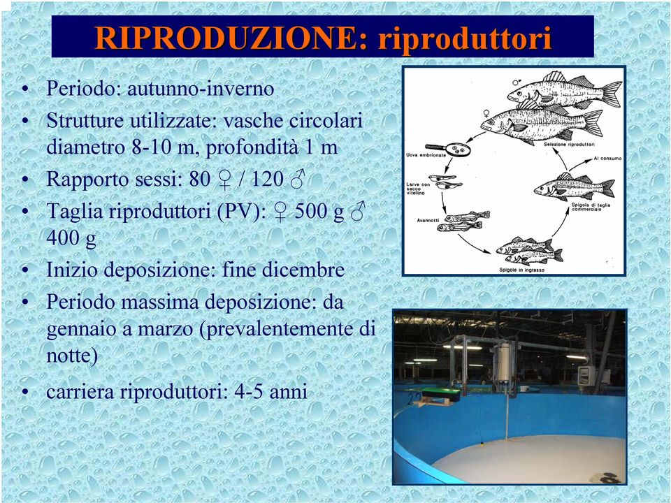 riproduttori (PV): 500 g 400 g Inizio deposizione: fine dicembre Periodo massima