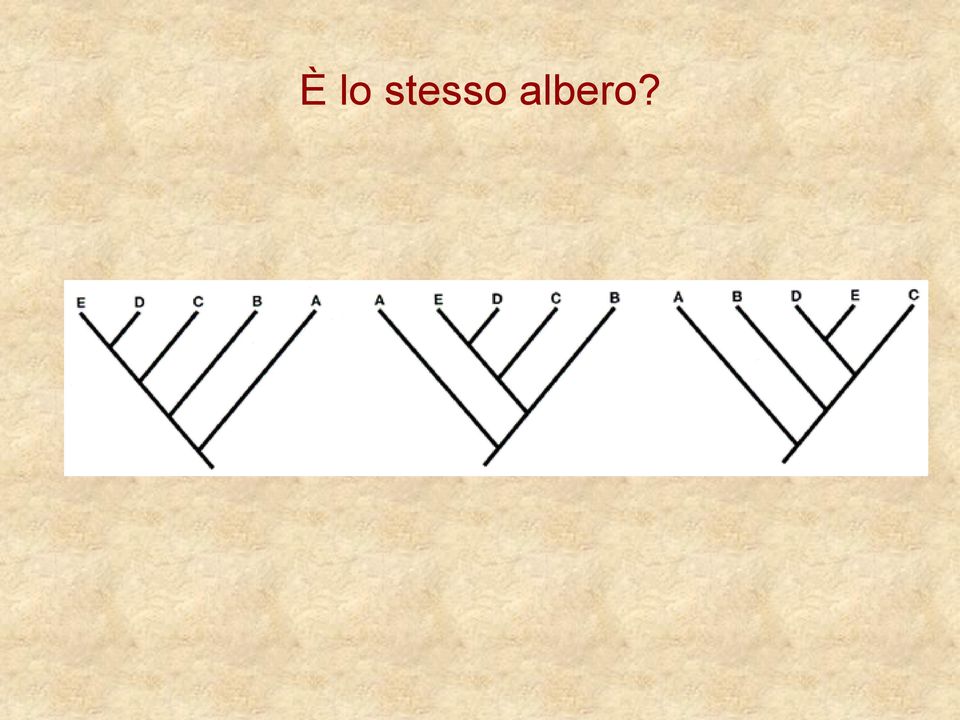 albero?