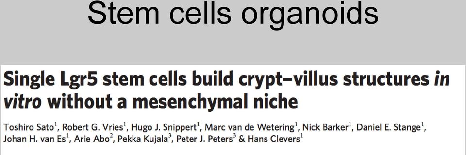 organoids