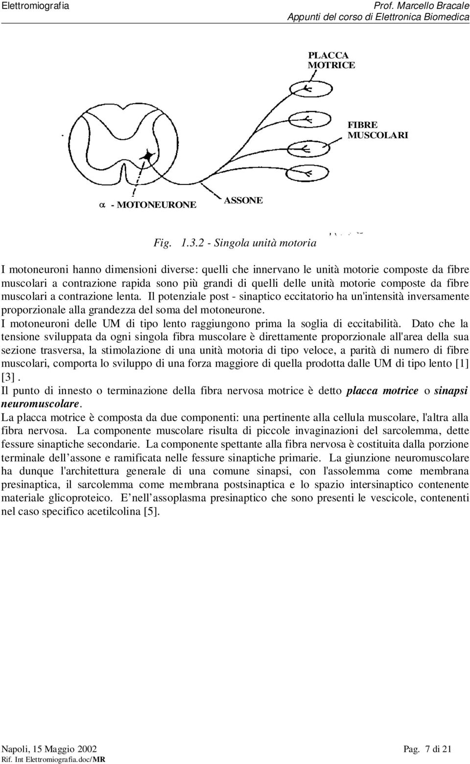 composte da fibre muscolari a contrazione lenta. Il potenziale post - sinaptico eccitatorio ha un'intensità inversamente proporzionale alla grandezza del soma del motoneurone.