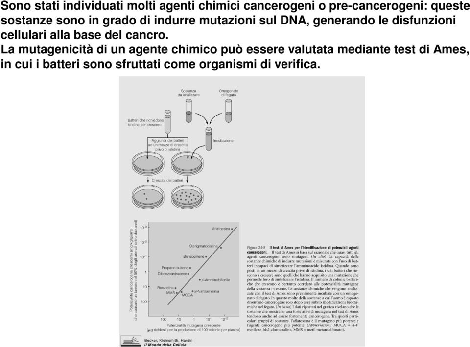 cellulari alla base del cancro.