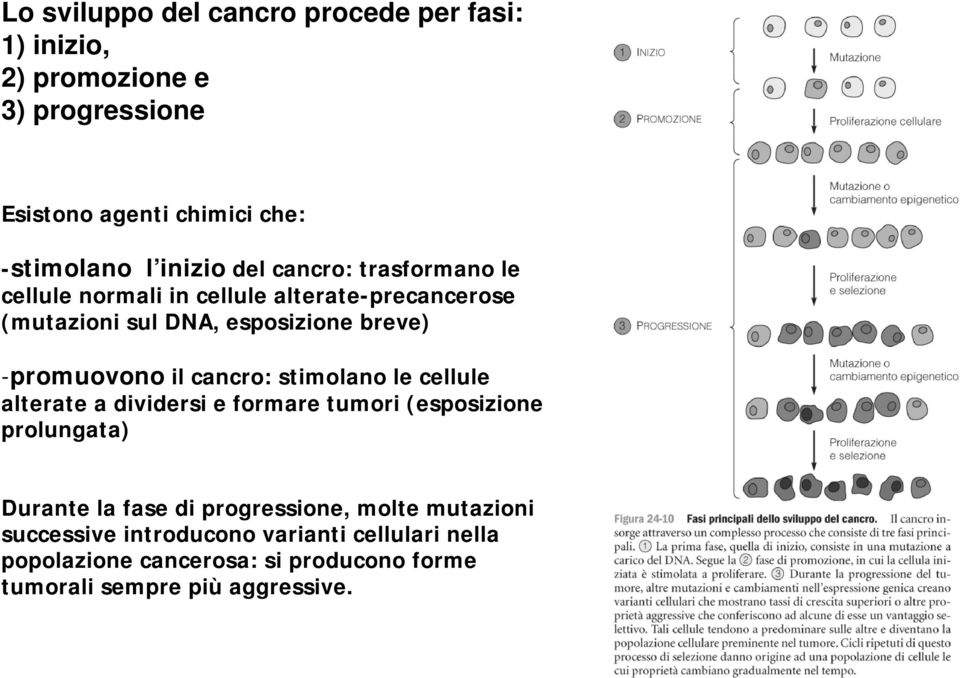 -promuovono il cancro: stimolano le cellule alterate a dividersi e formare tumori (esposizione prolungata) Durante la fase di