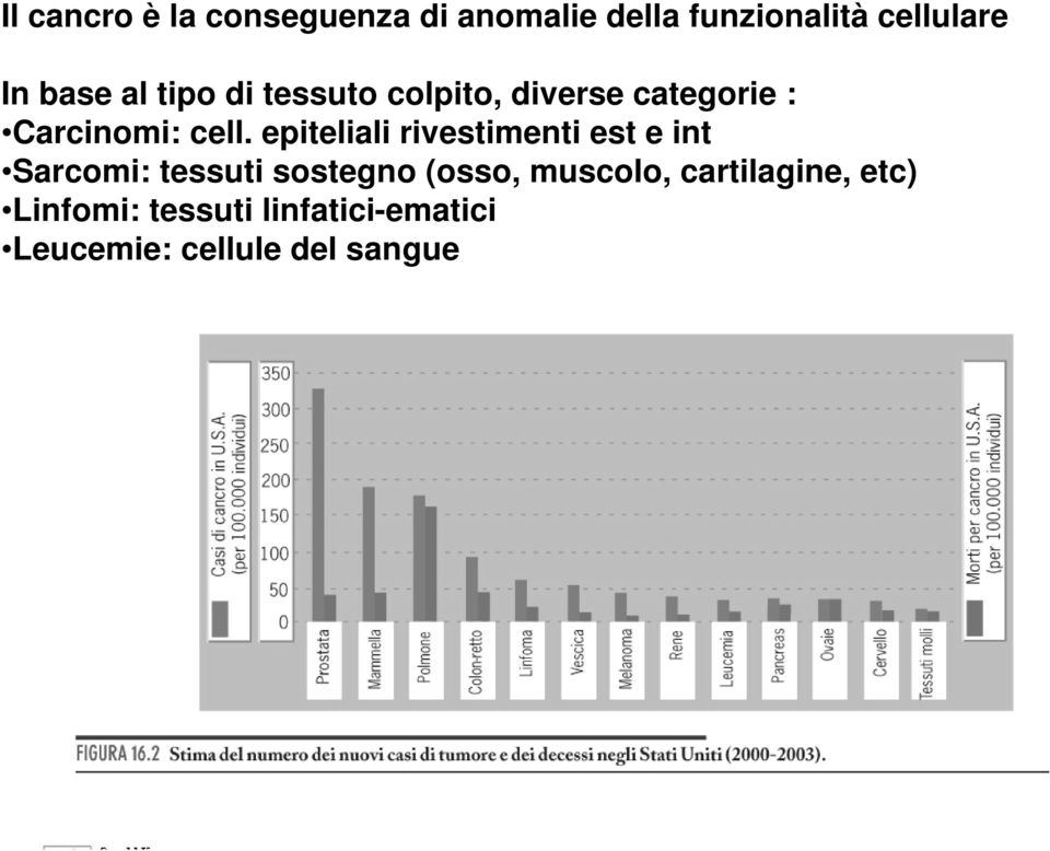 epiteliali rivestimenti est e int Sarcomi: tessuti sostegno (osso,