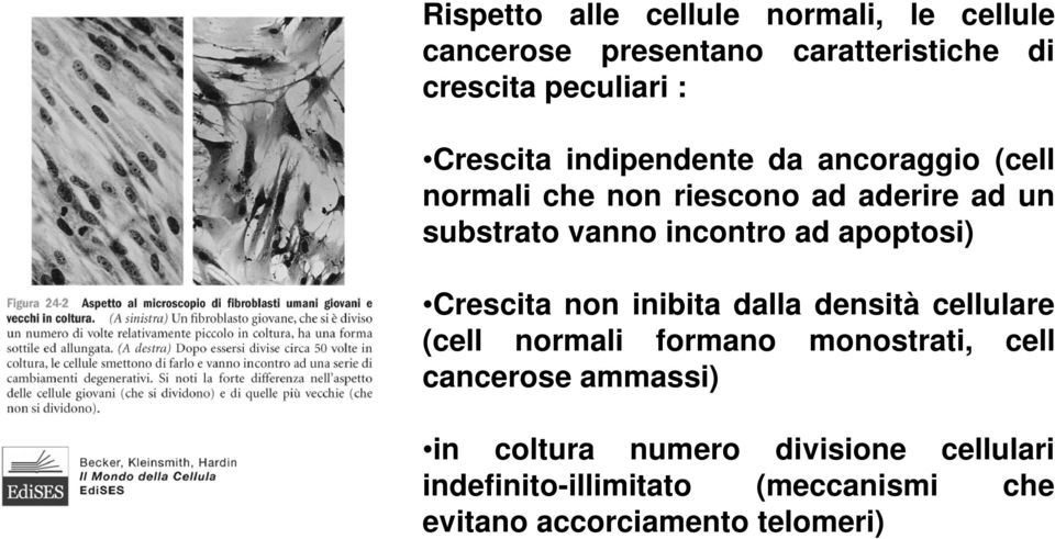 ad apoptosi) Crescita non inibita dalla densità cellulare (cell normali formano monostrati, cell cancerose