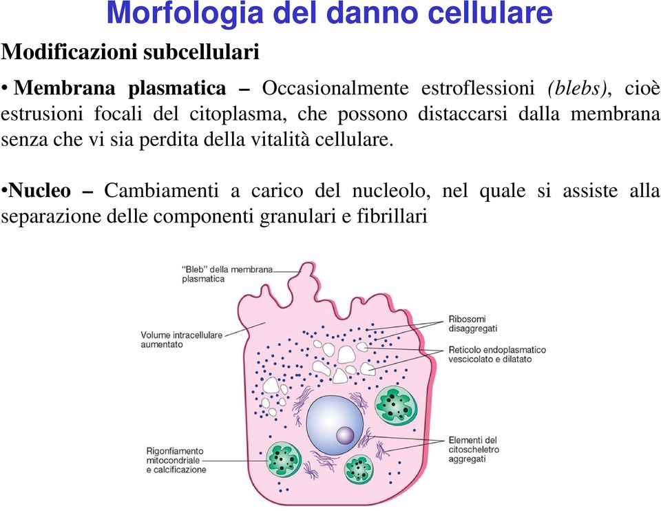 membrana senza che vi sia perdita della vitalità cellulare.